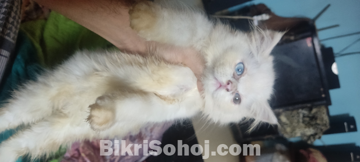 Persian Cat Female Baby